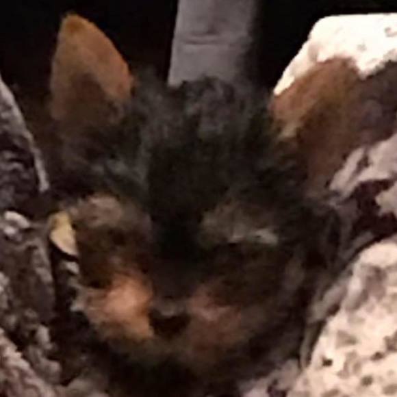 Meet your Posher, Karye - Picture 1 of 1